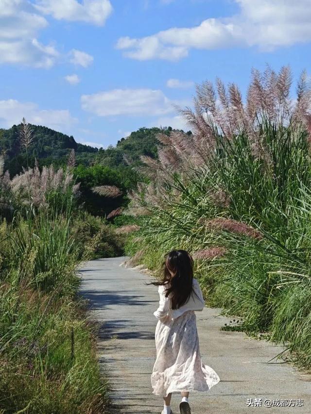 注意！这不是油画，而是成都的彩色秋天！