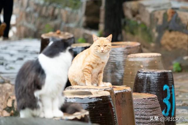 冬趣保定！解锁六条二日游线路新玩法→