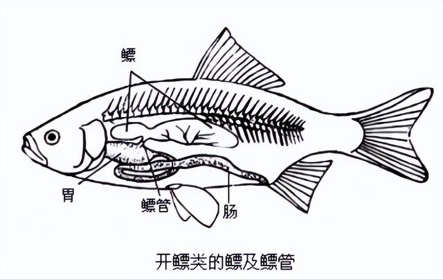 机翼能藏百吨油？波音747翅膀弯10米不折，秘密在超硬铝合金！