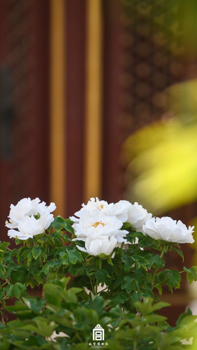 故宫的芍药牡丹，那才是真正的皇家富贵之花