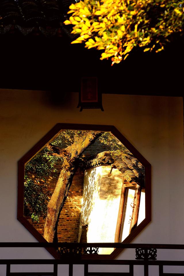 红枫银杏里,读懂惠山古镇的秋冬