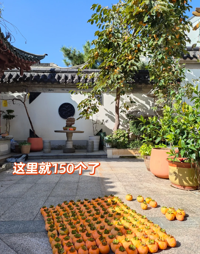 上海一太太，因“院子种柿子”火了，枝头挂满柿子，那叫一个壮观