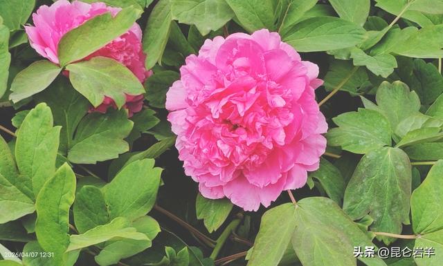 西安市金光门牡丹苑2万株牡丹花盛开市民游客爆棚争相赏花留影