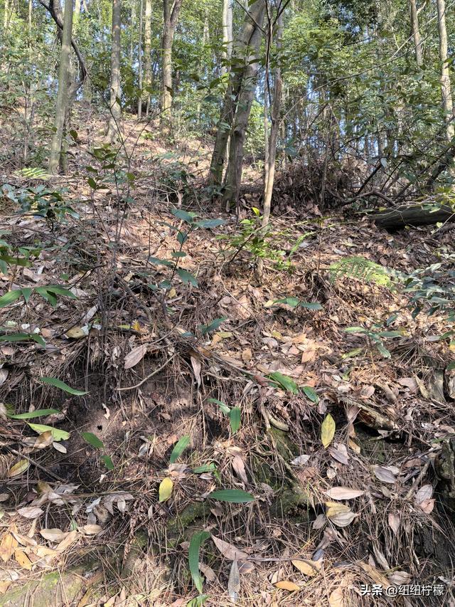 户外徒步之挑战缙云九峰，从健身梯道到狮子峰，走了四小时