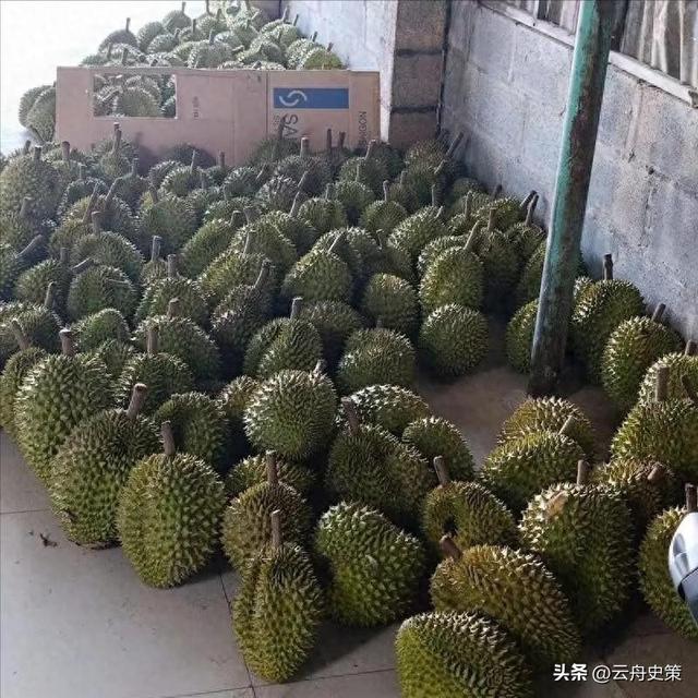 失去中国市场后，大量水果烂地里卖不出去，如今开始后悔得罪中国