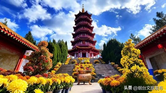 【乐游烟台】烟台·塔山第三届“菊世无双”主题菊展即将开幕！