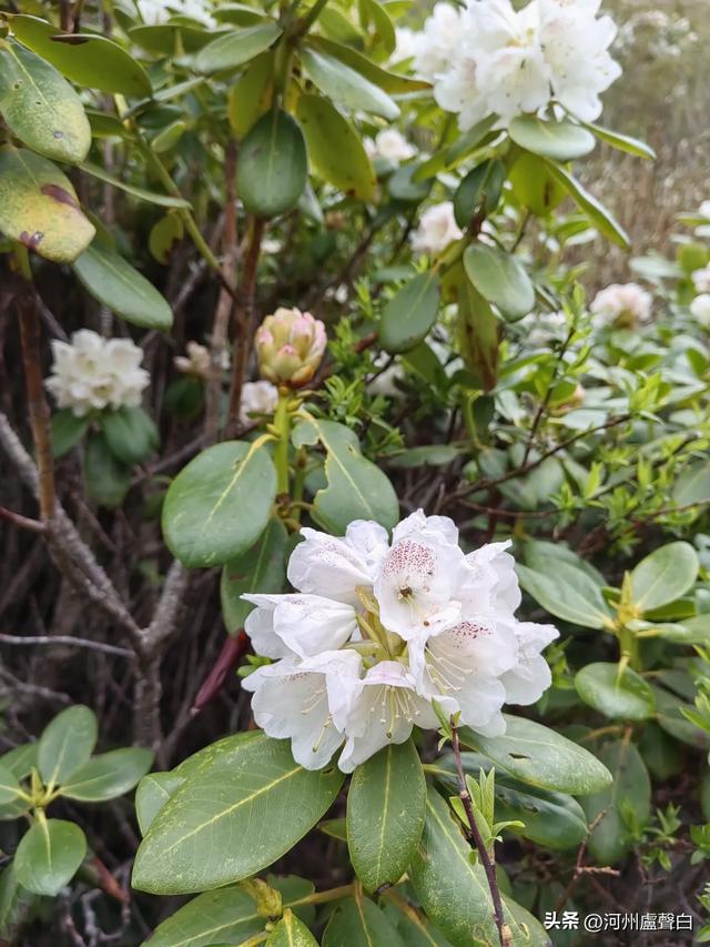 渭源双石门*石门雪山的杜鹃花