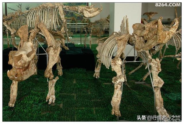 山东行游影记（27）—平邑天宇自然博物馆（二）