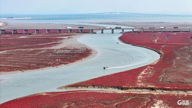胶州湾红海滩：一片红海，万种生机