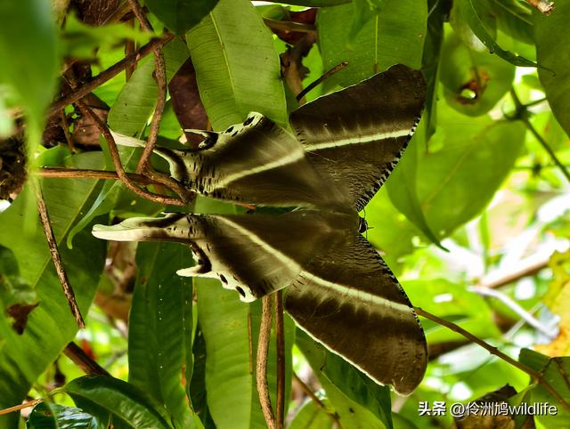 马来西亚(32)砂拉越州⑥世界遗产尼亚洞窟探险