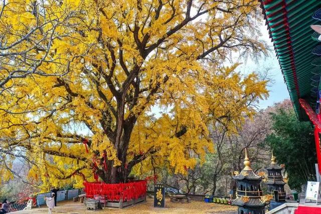 山东:时至初冬,银杏正当时