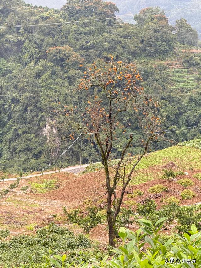 北京自驾长江三峡，神农架之旅（3）