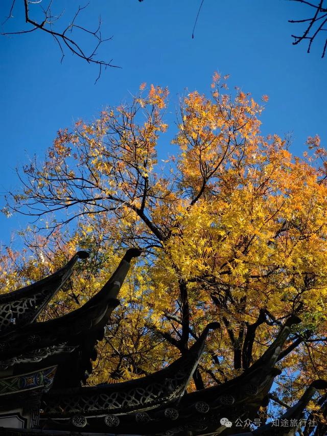 一年中最后一场华丽的秋色，鹤庆泸沽湖休闲5天游！11月底出发