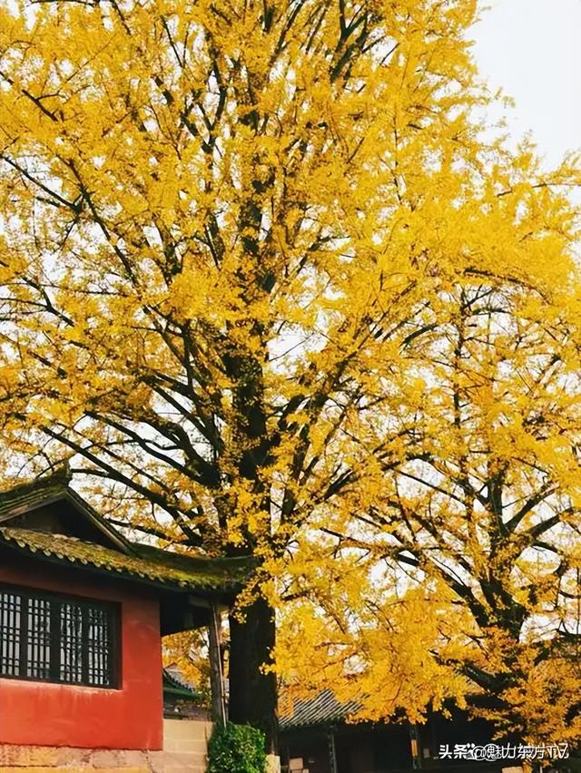 重庆千年银杏树换"金装"：秋日金色童话已出现！