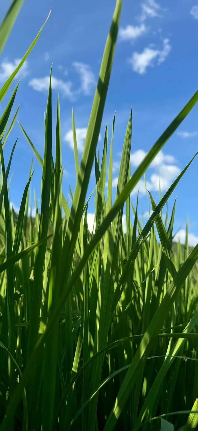 手机壁纸|简约的自然风光美景