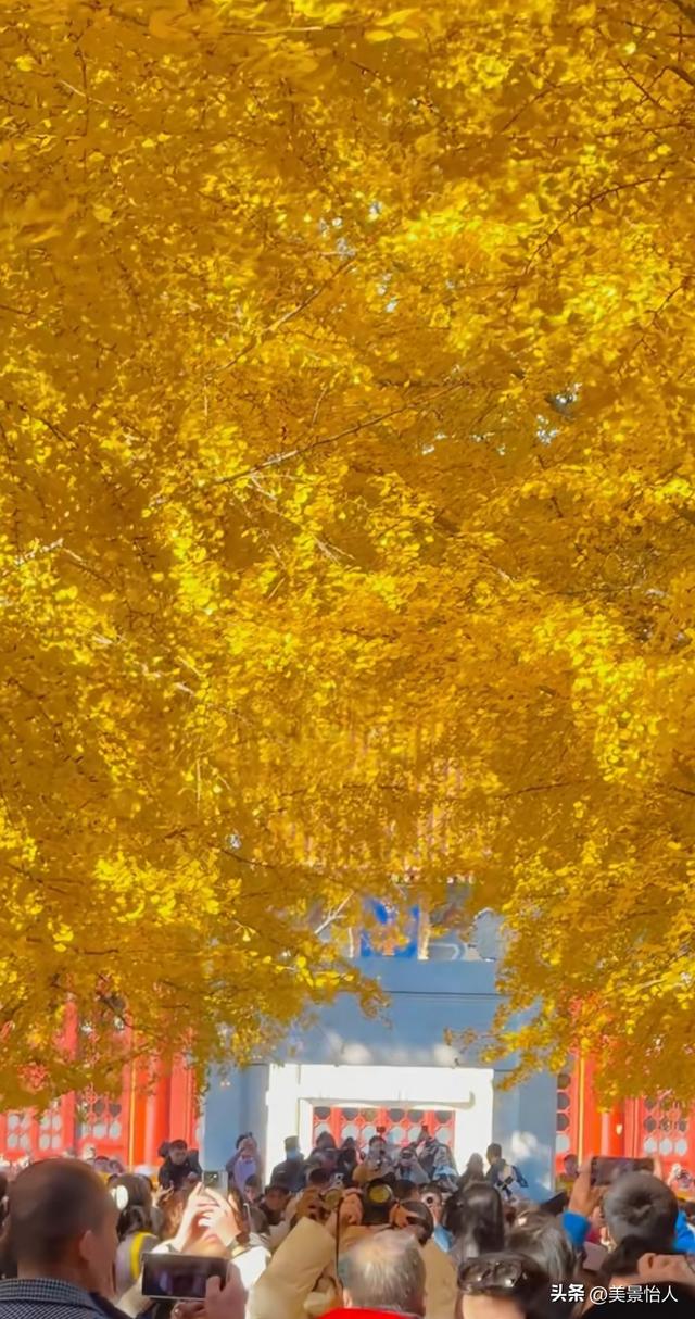 11.9实拍🍂北京金色银杏雨杀疯了！