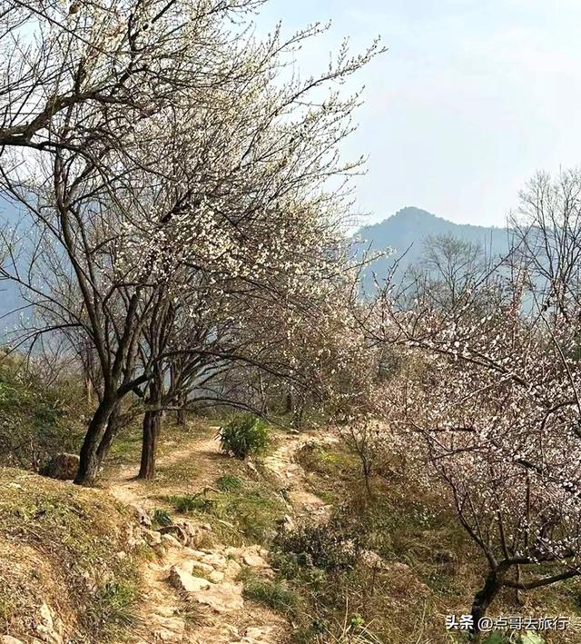 成都惊现6000亩梅林，花开成海超级壮观，免费，不要门票！