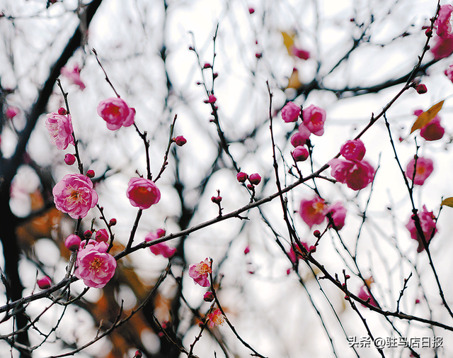 驿城寒梅迎冬开 暗香浮动醉游人