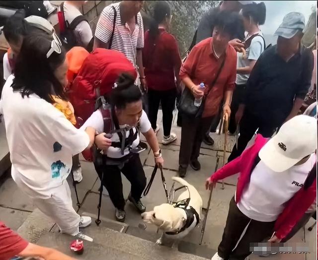 带导盲犬爬泰山的夫妻被网友批评，导盲犬芬迪看着非常累