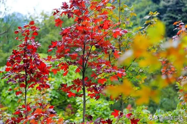 深秋想赴一场“森”系约会？来邛崃就够了！