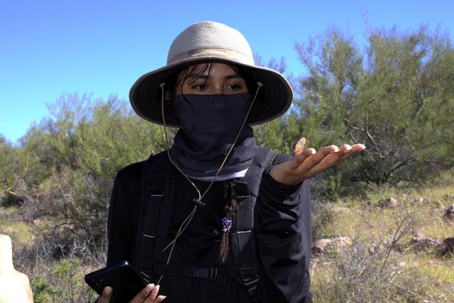 墨西哥岛屿呼唤救援：失去帝王蝶和吸蜜蝠，餐桌会发生什么？