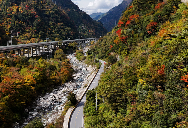 走不出这画了，我已被平武的彩林迷倒！