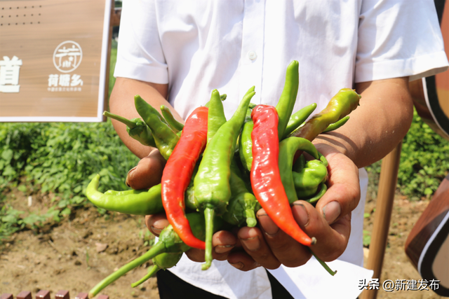 红色荷塘别样“红”