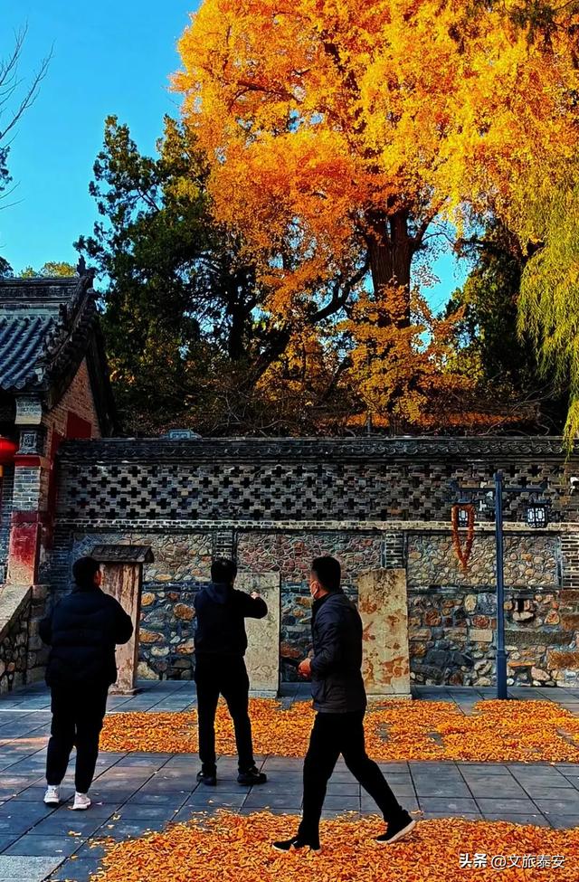 泰安这里景色正惊艳!满足你对秋天的一切美好想象!