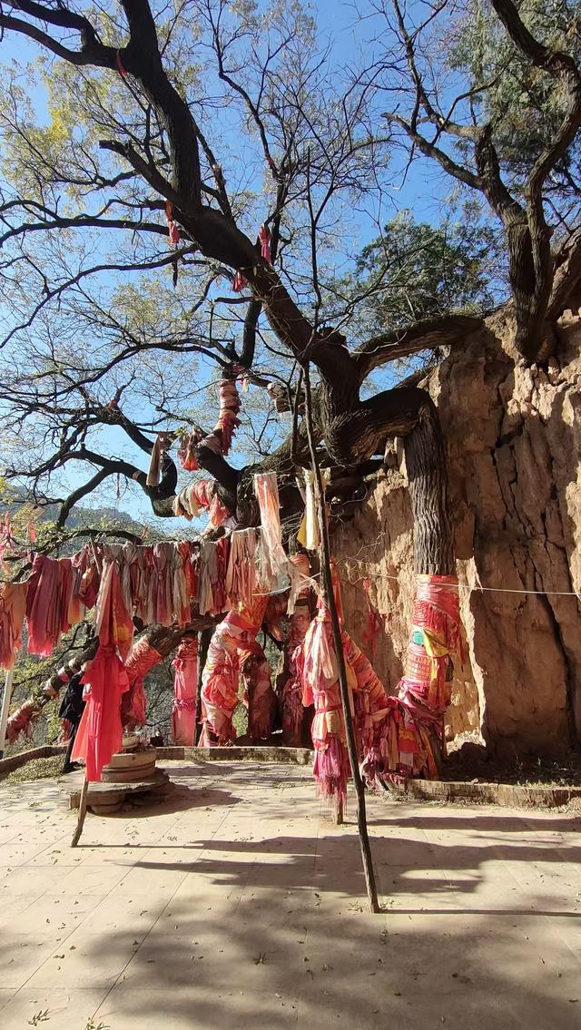 访同家庄千年古槐