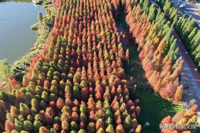 美！美美美！昆明超全水杉打卡地来袭！保姆级攻略快收藏，周末一定要冲~