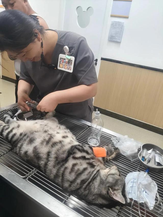 笑死了！主人展示25斤布偶猫引热议，网友：我这19斤的再加加餐？