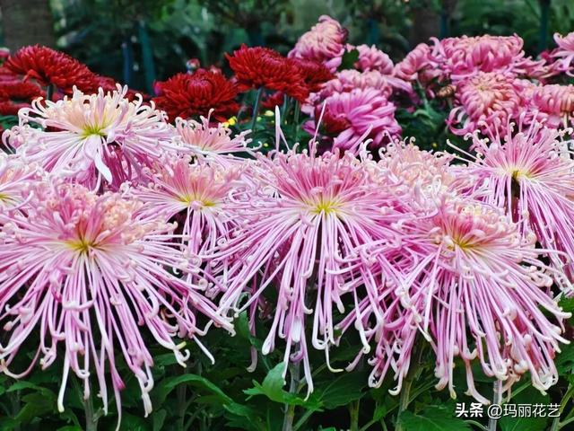 金秋赏花，醉美秋菊展，菊香满西湖