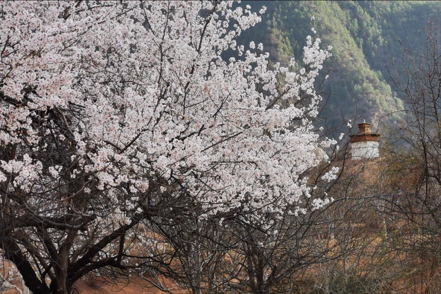 强烈建议3-5月走起的9条自驾路线，春天花开成海，沿途美成天堂！