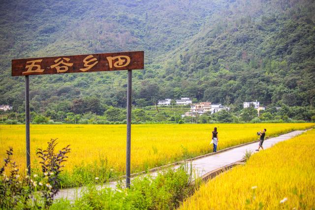 多彩阳山·每日一景｜金色稻田