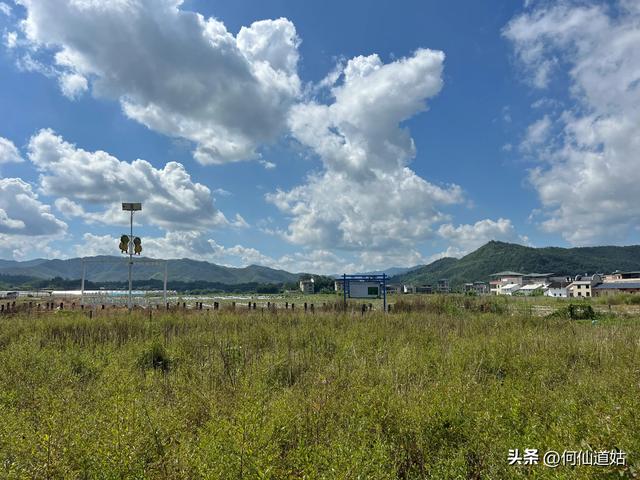 新丰秀田，是来看古树的