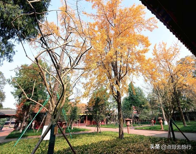 成都市区最美银杏都藏在这里，千年沉淀超级惊艳，公交车直达！