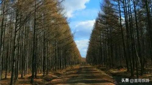 寻梦孟家岗森林公园：林海深处的静谧桃源