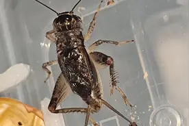 折断一须，奇耻大辱，蟋蟀再上擂台天下无敌，第四将虫图片