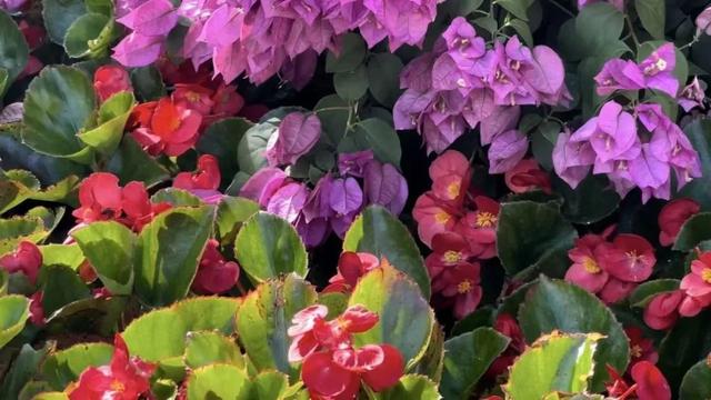 和平秋色美如画 睦南花海醉游人
