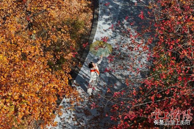 陆家新区中心公园“上线”限定暖色系