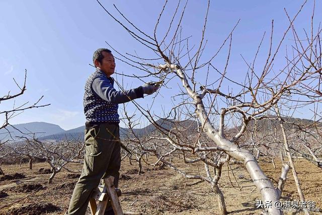 桃树主干疏层型树形的修剪技术