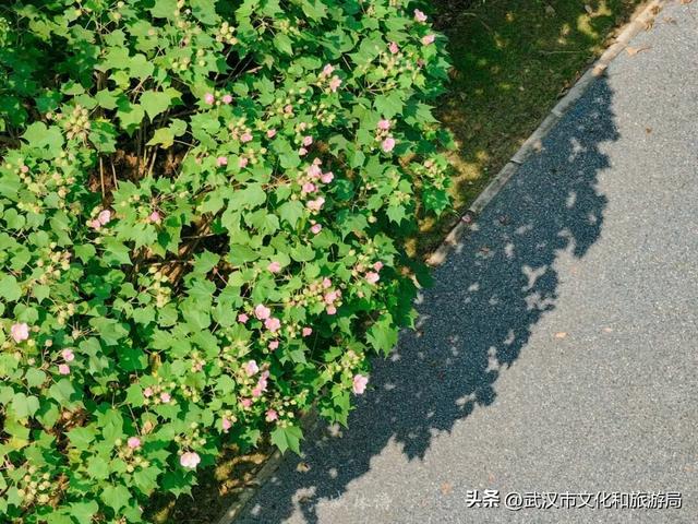 花色一日三变！武汉秋日木芙蓉花海上线