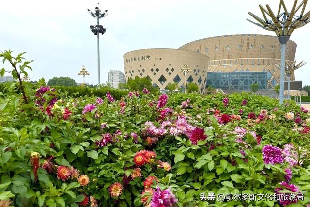 邂逅康巴什｜夏日花潮，邀您共赴浪漫之约！
