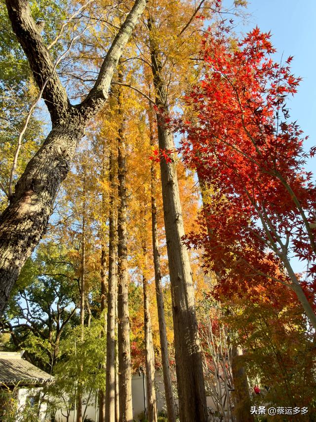 沪上园林古猗园已达颜值巅峰