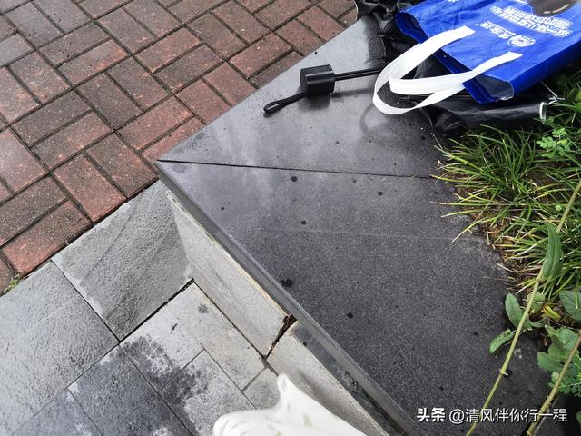广州南沙温暖湿润，一棵树上有九种植物寄生，格局真大