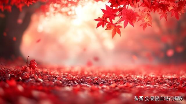 香山红叶摄影进阶：必须掌握这6个实战技巧，张张出大片成顶流
