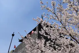 美不胜收！苏州早樱观赏指南看这里→图片
