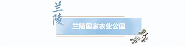 临沂人游临沂｜赶兰陵千年大集，赴一场烟火与诗意的约会