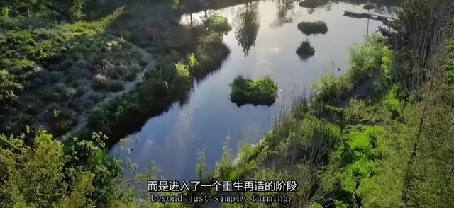 一对夫妻，为了一条狗，种出了一座森林