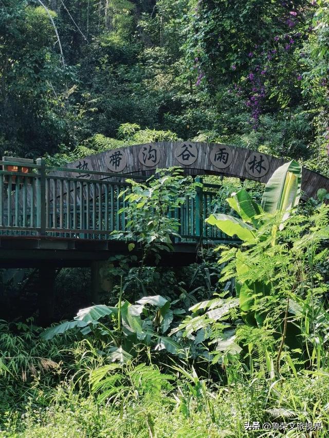 北回归线上的绿宝石：西双版纳的暖冬秘境